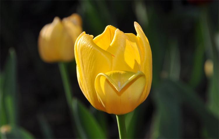 有7种郁金香的花语，平时大多数人都不清楚，关键时候学习下-郁金香花语代表什么花语