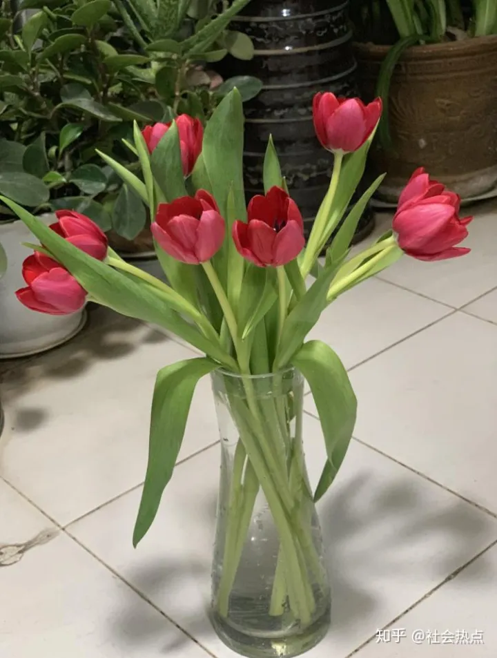 花加——郁金香的传说及各色花语-郁金香和什么花搭配好看图