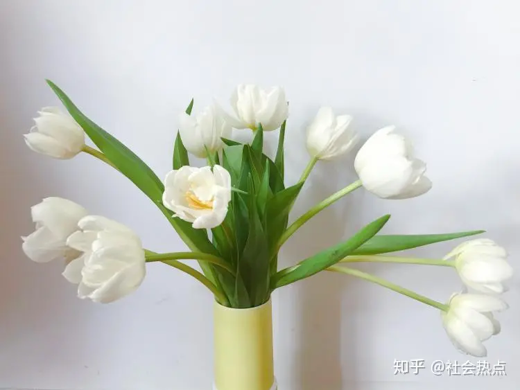 花加——郁金香的传说及各色花语-郁金香和什么花搭配好看图