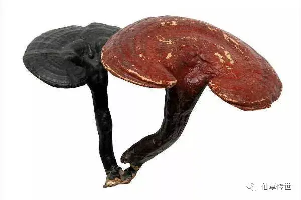 灵芝孢子粉吃了会上火吗？（灵芝孢子油软胶囊作用与价格）