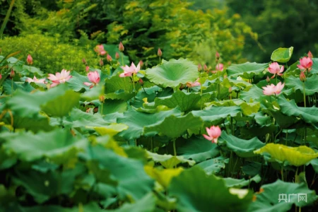 湖湘画卷｜衡东：共赴一场清荷飘香的夏日之约-衡东县命案