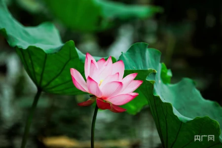 湖湘画卷｜衡东：共赴一场清荷飘香的夏日之约-衡东县命案