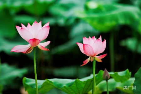 湖湘画卷｜衡东：共赴一场清荷飘香的夏日之约-衡东县命案