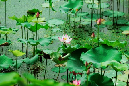 湖湘画卷｜衡东：共赴一场清荷飘香的夏日之约-衡东县命案