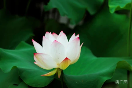 湖湘画卷｜衡东：共赴一场清荷飘香的夏日之约-衡东县命案