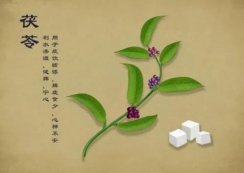 茯苓健脾宁心，煲汤加它不仅祛湿还助眠（健脾胃茯苓和什么搭配最好）
