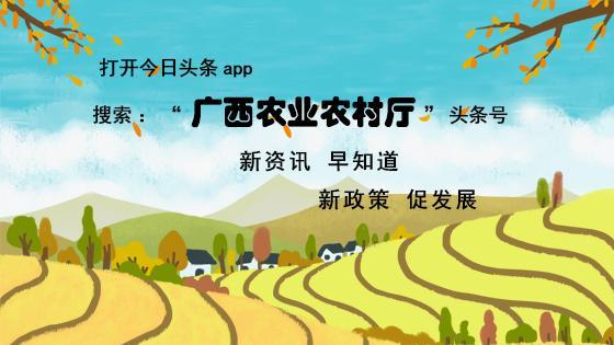 枇杷果生吃能治咳嗽吗？枇杷果怎么吃治咳嗽？（枇杷果生吃功效与作用）