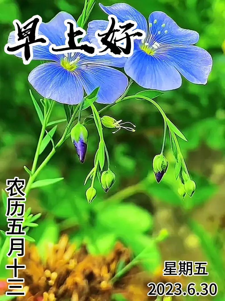 6月30日｜星期五早上好！新的一天，新的问候祝福，早安图片-江陵县社区