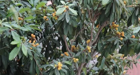 种枇杷树的忌讳是什么（门口种枇杷树好不好）