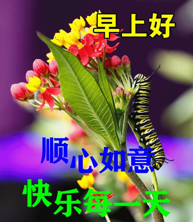 微信群发早晨好表情包图片大全 早上好问候语表情动态图片-群发早上好的问候语怎么发