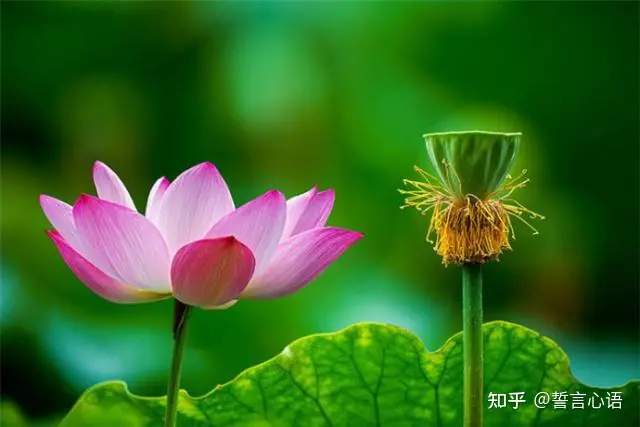 特别暖心的早安一句话，简短精致，越看越爱！-早安暖心话 一句话图片