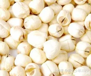 莲子的好处-吃新鲜莲子会发胖吗会长胖吗