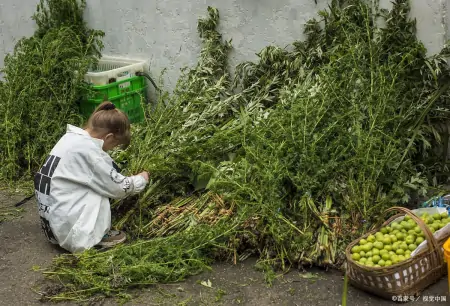 今年端午节哪天割艾草好？老人说“前三后四最合适”，有啥说法？-几月份割艾草
