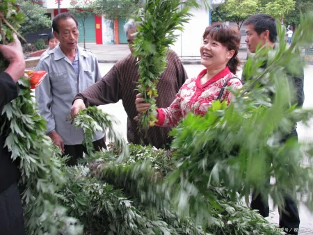 今年端午节哪天割艾草好？老人说“前三后四最合适”，有啥说法？-几月份割艾草