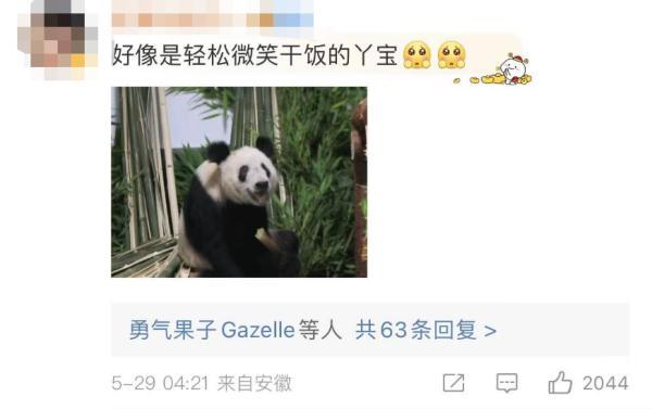 “丫丫”平安回到北京动物园，最新画面来了！网友：眼睛亮了，也胖啦~-丫丫平安回到北京动物园视频