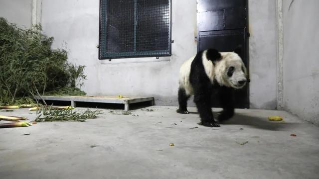 露脸了！“丫丫”顺利回国，下一步安排→-大熊猫乐乐和丫丫近况