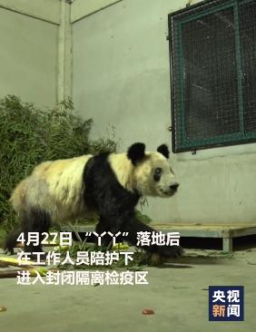 “丫丫”回家第一晚，画面来了，下一步安排→-丫头回来了 律师