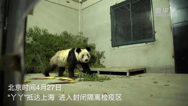 “丫丫”回家第一晚，画面来了，下一步安排→-丫头回来了 律师
