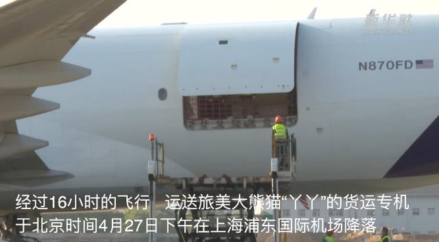 “丫丫”回家第一晚，画面来了，下一步安排→-丫头回来了 律师