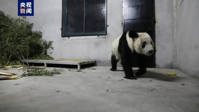 “丫丫”回家第一晚，画面来了，下一步安排→-丫头回来了 律师