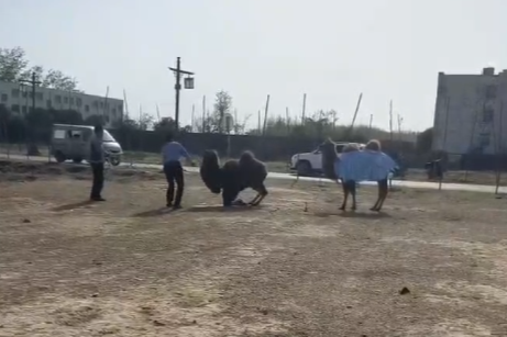 河南商丘古城骆驼被多人持棍打致屈膝求饶？回应：事发古城外（河南骆驼湾）