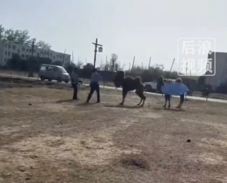 景区骆驼被轮番棒打屈膝求饶，给在场的小孩子留下心理阴影！（骆驼攻击人类事件视频）