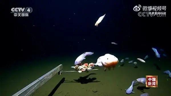 日本8336米深海发现怪鱼，一离水就“融化”！瞬间化成“啫喱状”（日本海里的怪物叫什么）