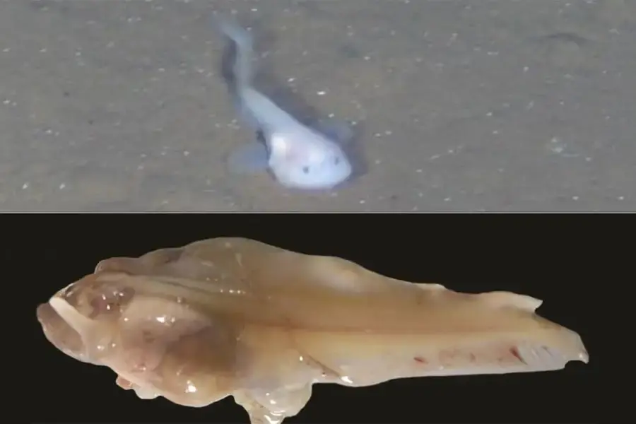 打破纪录！科学家在深海8336米找到一群小鱼，能活下来简直奇迹！（在海底的小鱼叫什么）