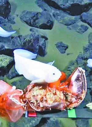 8336米 太平洋深海仍然有鱼游弋（太平洋的深海）