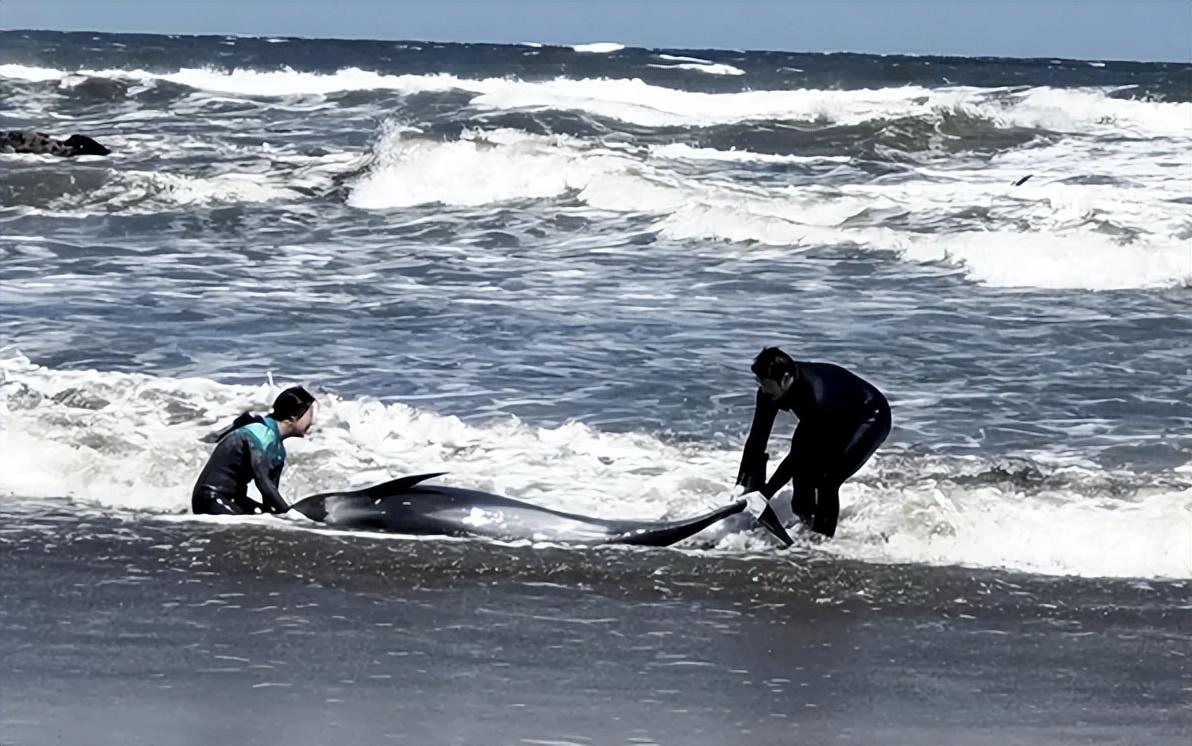 日本千叶沙滩32只海豚搁浅,5只死亡 暗示了什么(日本海豚岛杀海豚)