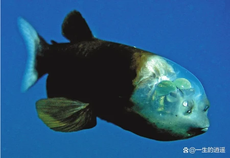 10种奇怪的马里亚纳海沟动物（马里亚纳海沟有没有海怪现象）
