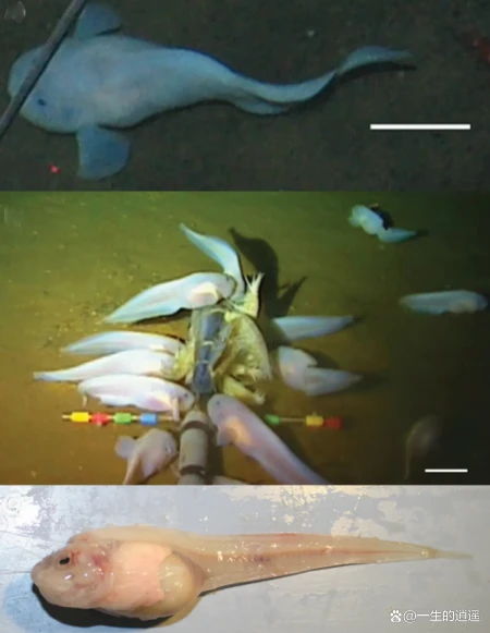 10种奇怪的马里亚纳海沟动物（马里亚纳海沟有没有海怪现象）