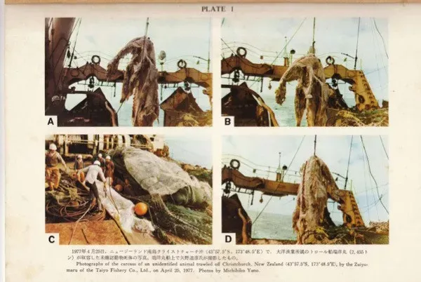 照片最清晰的未知生物，未解之谜真的无解吗？（ps导出什么最清晰）