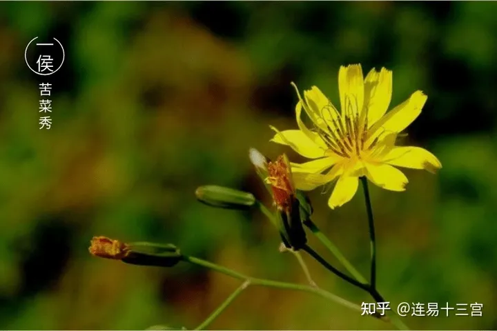 【24节气详解】小满-附养生精要-二十四节气小满是什么意思?