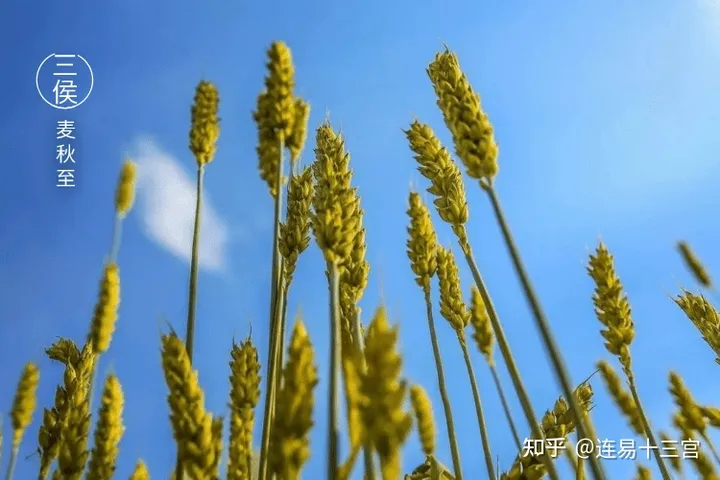 【24节气详解】小满-附养生精要-二十四节气小满是什么意思?