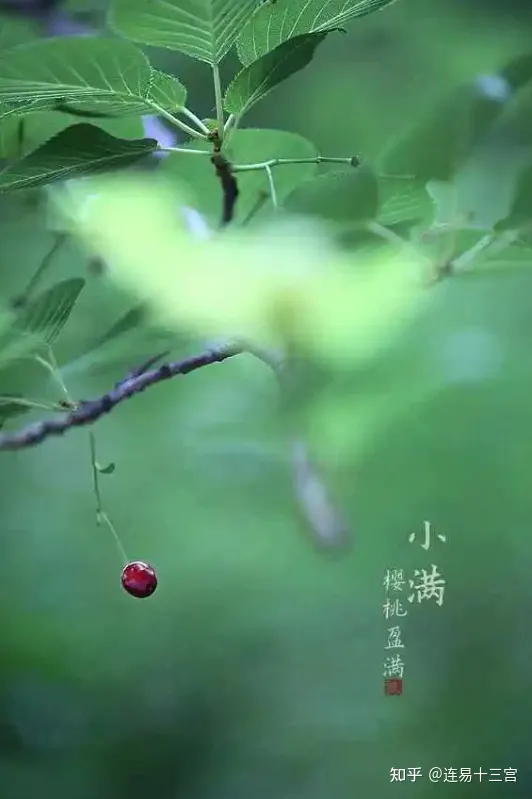 【24节气详解】小满-附养生精要-二十四节气小满是什么意思?