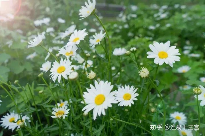 【24节气详解】小满-附养生精要-二十四节气小满是什么意思?