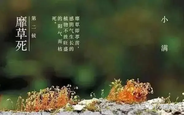 讲给孩子的二十四节气：小满-24节气之小满的儿歌