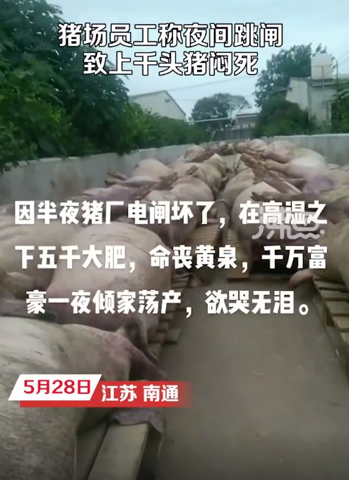 5000头猪高温天闷死！猪场跳闸，老板一夜之间损失上千万！员工：猪价低，没请人值夜班……-仔猪先高温后低温死亡后耳朵和口发紫
