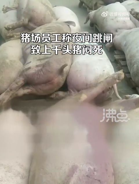 5000头猪高温天闷死！猪场跳闸，老板一夜之间损失上千万！员工：猪价低，没请人值夜班……-仔猪先高温后低温死亡后耳朵和口发紫
