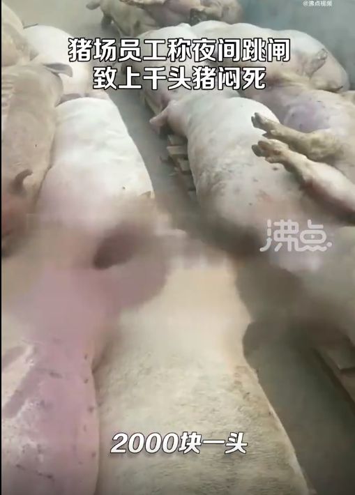 5000头猪高温天闷死！猪场跳闸，老板一夜之间损失上千万！员工：猪价低，没请人值夜班……-仔猪先高温后低温死亡后耳朵和口发紫