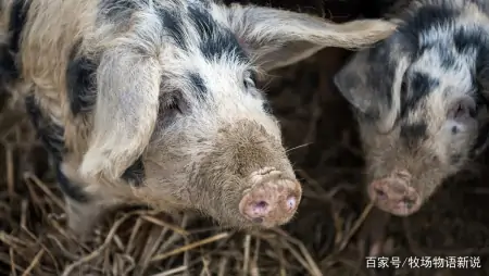 无抗养殖政策下怎么喂料可以让猪不生病？如何喂料能让猪养得好？-猪喂什么药