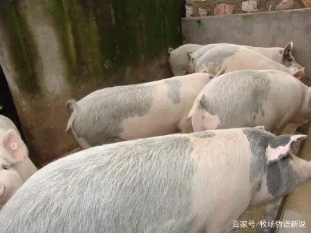 无抗养殖政策下怎么喂料可以让猪不生病？如何喂料能让猪养得好？-猪喂什么药