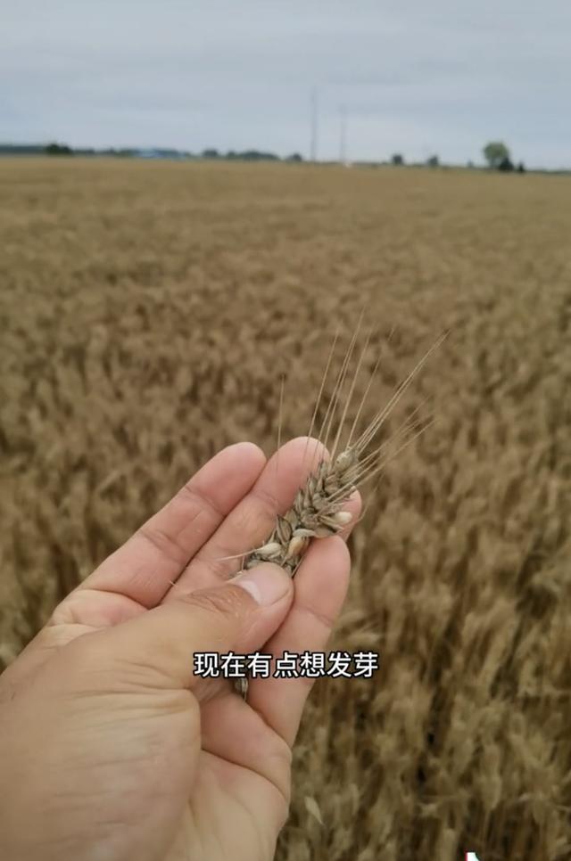 上百台收割机在南阳无法下高速延误收麦子？麦农：主要是因连续降雨-南阳 收割机 拖拉机 交易市场