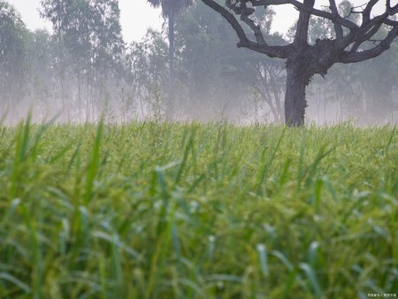 小满节气将至，农谚“小满无雨，芒种无水”是啥意思？下雨好吗？-24节气中的小满是啥意思