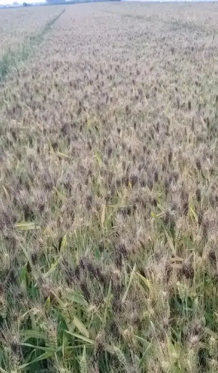 大快人心！河南官方终于出手了，河南收割机下不了高速-收麦机多少钱一台河南
