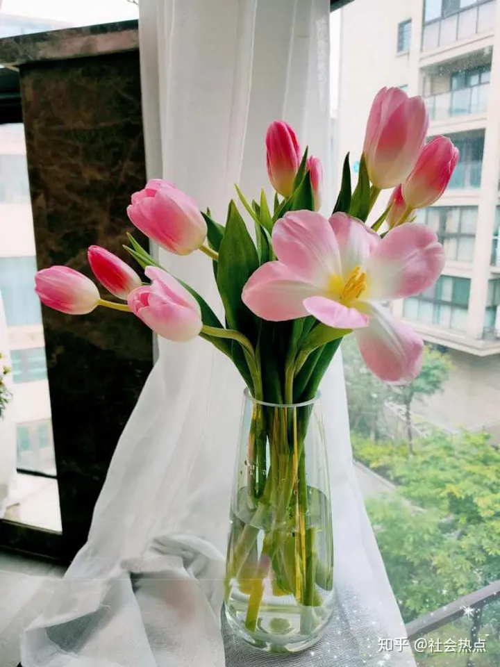 花加——郁金香的传说及各色花语-郁金香出自哪里