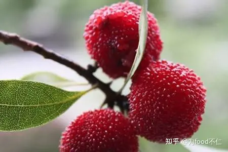 吃杨梅对身体有哪些好处？-吃杨梅的利与弊有哪些