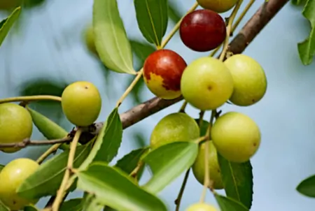 3类人夏季要少吃水果，这6种应季水果，每种都有禁忌人群-夏天尽量少吃以下4种水果