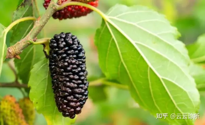 桑葚有哪些功效-孕妇吃桑葚有什么好处